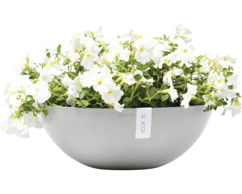 Blumentopf mit weißen Petunien