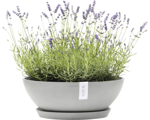 Lavendel in einem grauen Pflanzgefäß