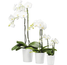 Vier weiße Orchideen in Töpfen unterschiedlicher Größe.