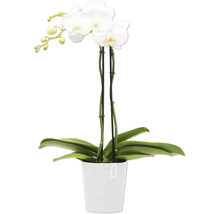 Weiße Orchidee im Topf