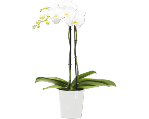 Weiße Orchidee im Topf