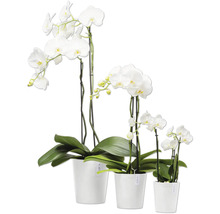 Drei weiße Orchideen in Töpfen unterschiedlicher Größe