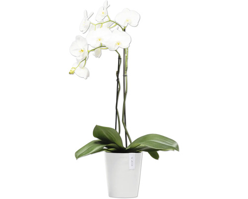 Weiße Orchidee in einem weißen Topf