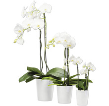Drei weiße Orchideen in Töpfen unterschiedlicher Größe