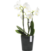 Orchidee mit weißen Blüten im Topf