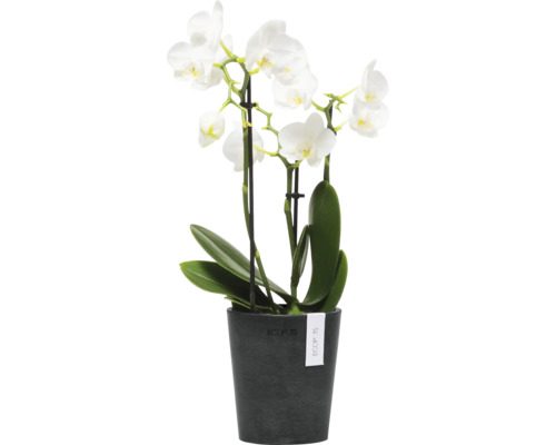 Orchidee mit weißen Blüten im Topf