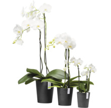 Drei weiße Orchideen in Töpfen