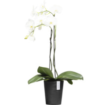 Weiße Orchidee im schwarzen Topf als Dekoration