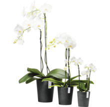 Drei weiße Orchideen in Töpfen unterschiedlicher Größe