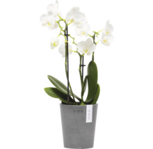 Orchidee mit weißen Blüten im Topf