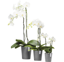 Drei weiße Orchideen in grauen Töpfen