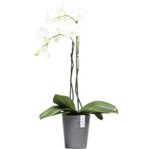 Weiße Orchidee im Topf
