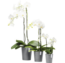 Drei weiße Orchideen in grauen Töpfen unterschiedlicher Größe