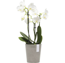 Orchidee mit weißen Blüten im Topf