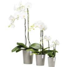 Drei weiße Orchideen in Blumentöpfen unterschiedlicher Größe.