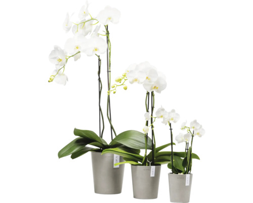 Drei weiße Orchideen in Blumentöpfen unterschiedlicher Größe.