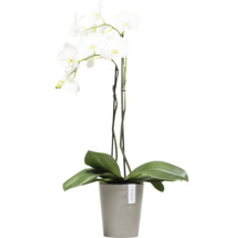 Weiße Orchidee im Topf