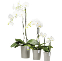 Drei weiße Orchideen in Töpfen unterschiedlicher Größe.