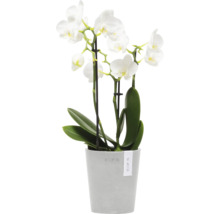Weiße Orchidee im Topf