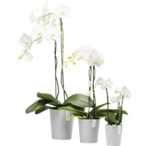 Gruppe weißer Orchideen in Töpfen