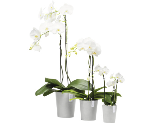 Gruppe weißer Orchideen in Töpfen