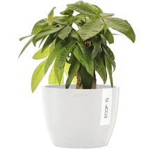 Glückskastanie im Topf