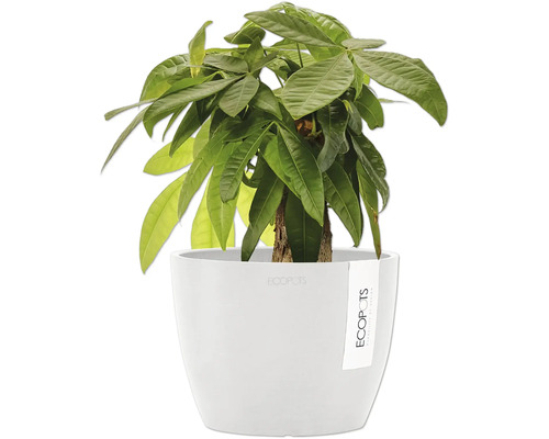 Glückskastanie im Topf