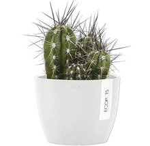 Kaktus im weißen Topf