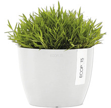 Topf mit grünen Zierpflanzen