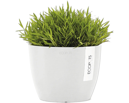 Topf mit grünen Zierpflanzen