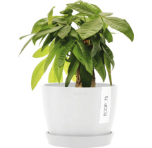 Glückskastanie in einem Topf für Zimmerpflanzen