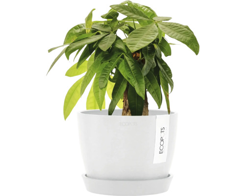 Glückskastanie in einem Topf für Zimmerpflanzen