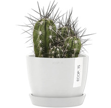 Kaktus in weißem Topf