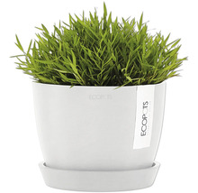 Topf mit Grünpflanze