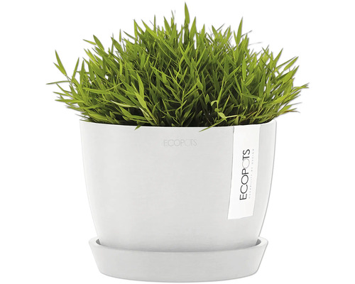 Topf mit Grünpflanze