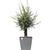 Olivenbaum in einem grauen Pflanzgefäß