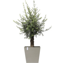Olivenbaum im Topf