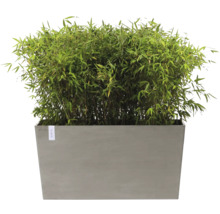 Bambus im grauen Pflanzkasten