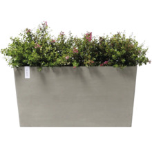 Pflanzkasten mit grünen Pflanzen und kleinen Blüten