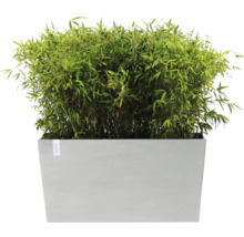 Bambus im Pflanzgefäß