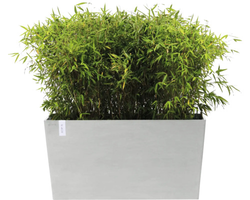 Bambus im Pflanzgefäß