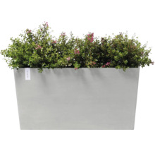 Rechteckiger Pflanzkasten mit Bepflanzung