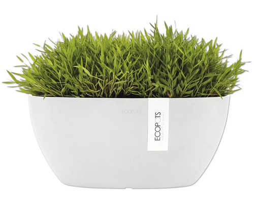 Weißer Pflanztopf mit Grasbepflanzung