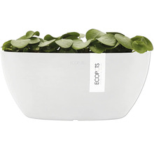 Ecopots Topf mit Pflanze