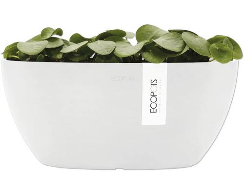 Ecopots Topf mit Pflanze