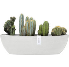 Verschiedene Kakteen in länglichem Pflanzgefäß