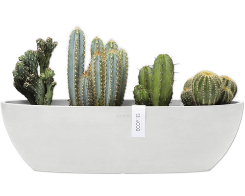 Verschiedene Kakteen in länglichem Pflanzgefäß