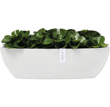 Zimmerpflanze in weißem Pflanzgefäß