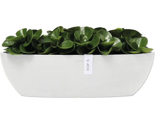 Zimmerpflanze in weißem Pflanzgefäß