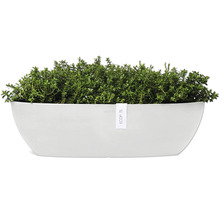 Pflanzkasten mit Thymian